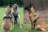 Hundezubeh&ouml;r