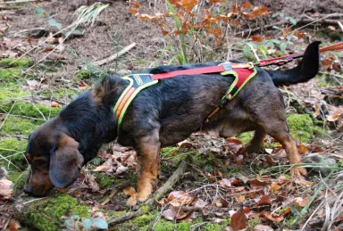Dog Harness "FOLLOW TRAIL" Dog Harness "FOLLOW TRAIL"