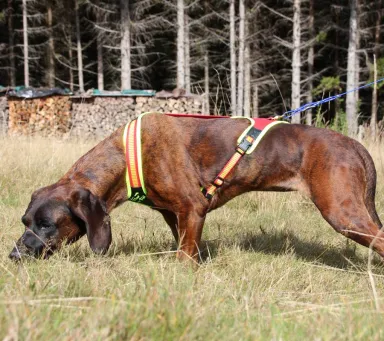 Dog Harness "FOLLOW TRAIL"