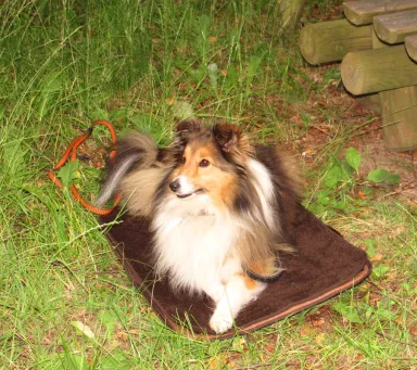 Hundebett „MOBIL“