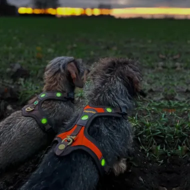 Hundeführgeschirr FOLLOW "Light" LICHTBLICK Orange-Braun