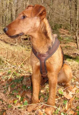 Dog Harness FOLLOW "Light" Brown