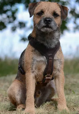 Dog Harness FOLLOW "Light" Brown