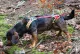 Dog Harness "FOLLOW TRAIL"