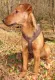 Dog Harness FOLLOW "Light" Brown