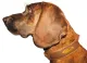 INDIVIDUAL Leather Collar - customized article